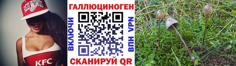 Псилоцибиновые грибы Psilocybe  сколько стоит  кракен ONION  Ядрин 